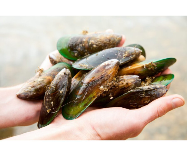 Зеленогубі мідії: користь, переваги та вплив на організм