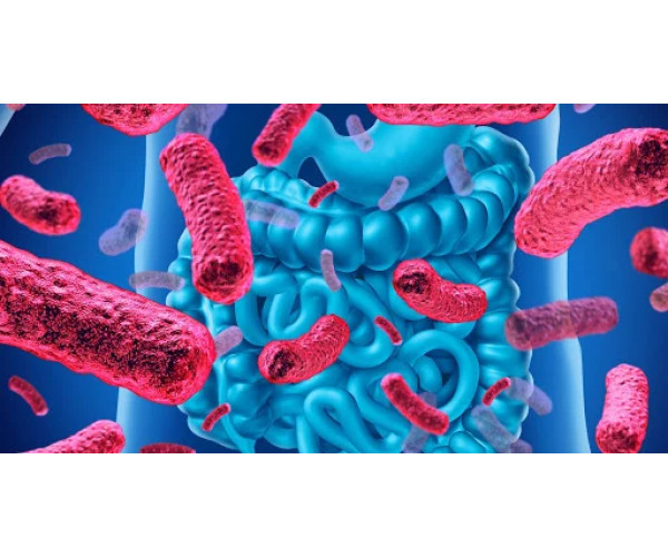 ПРЕЛАКСАН ТА ЙОГО ВПЛИВ НА МІКРОФЛОРУ КИШЕЧНИКА