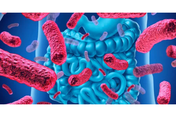ПРЕЛАКСАН ТА ЙОГО ВПЛИВ НА МІКРОФЛОРУ КИШЕЧНИКА